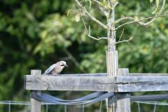 Geai des chênes - Garrulus glandarius - Eurasian Jay<br>Région Parisienne