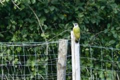 Pic vert ♂ - Picus viridis - European Green Woodpecker<br>Région parisienne