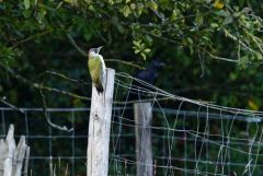 Pic vert ♀ - Picus viridis - European Green Woodpecker<br>Région parisienne