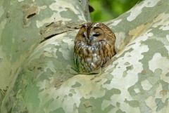 Chouette hulotte - Strix aluco - Tawny Owl<br>Région parisienne