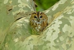 Chouette hulotte - Strix aluco - Tawny Owl<br>Région parisienne