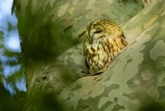 Chouette hulotte - Strix aluco - Tawny Owl<br>Région parisienne
