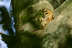 Chouette hulotte - Strix aluco - Tawny Owl<br>Région parisienne