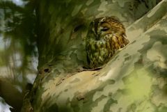 Chouette hulotte - Strix aluco - Tawny Owl<br>Région parisienne