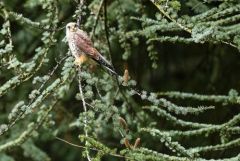 Faucon crécerelle ♂ - Falco tinnunculus - Common Kestrel<br>Région Parisienne