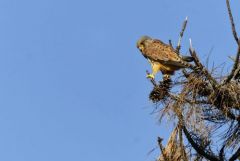 Faucon crécerelle ♂ - Falco tinnunculus - Common Kestrel<br>Région Parisienne