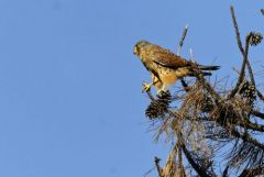 Faucon crécerelle ♂ - Falco tinnunculus - Common Kestrel<br>Région Parisienne