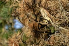 Faucon crécerelle ♀ - Falco tinnunculus - Common Kestrel<br>Région Parisienne
