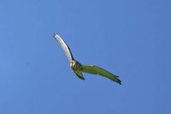 Faucon crécerelle ♀ - Falco tinnunculus - Common Kestrel<br>Région Parisienne