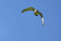 Faucon crécerelle ♀ - Falco tinnunculus - Common Kestrel<br>Région Parisienne