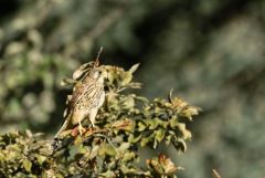 Faucon crécerelle ♀ - Falco tinnunculus - Common Kestrel<br>Région Parisienne