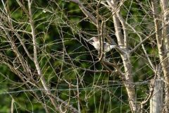 Geai des chênes - Garrulus glandarius - Eurasian Jay<br>Région Parisienne