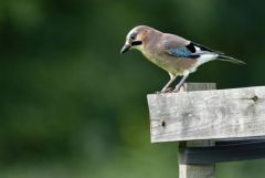 Geai des chênes - Garrulus glandarius - Eurasian Jay<br>Région Parisienne