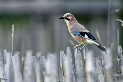 Geai des chênes - Garrulus glandarius - Eurasian Jay<br>Région Parisienne