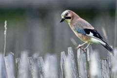 Geai des chênes - Garrulus glandarius - Eurasian Jay<br>Région Parisienne