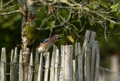 Geai des chênes - Pic vert<br>Région Parisienne