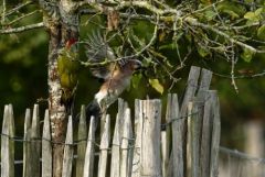 Geai des chênes - Pic vert<br>Région Parisienne