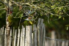 Geai des chênes - Pic vert<br>Région Parisienne