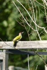 Pic vert - Picus viridis - European Green Woodpecker<br>Région parisienne