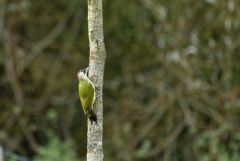 Pic vert - Picus viridis - European Green Woodpecker<br>Région parisienne