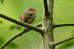 Rougegorge familier - Erithacus rubecula - European Robin<br>Vendée