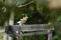 Geai des chênes - Garrulus glandarius - Eurasian Jay<br>Région Parisienne