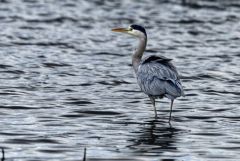 Héron cendré - Ardea cinerea - Grey Heron<br>Région parisienne