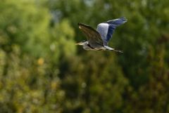 Héron cendré - Ardea cinerea - Grey Heron<br>Région parisienne