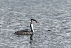 Grèbe huppé - Podiceps cristatus - Great Crested Grebe<br>Région parisienne