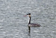 Grèbe huppé - Podiceps cristatus - Great Crested Grebe<br>Région parisienne