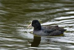 Foulque macroule - Fulica atra - Eurasian Coot<br>Région parisienne