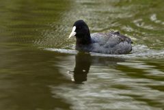 Foulque macroule - Fulica atra - Eurasian Coot<br>Région parisienne