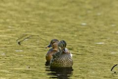 Canard chipeau - Mareca strepera - Gadwall<br>Région parisienne