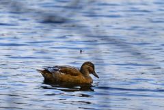 Canard chipeau - Mareca strepera - Gadwall<br>Région parisienne