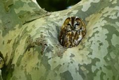 Chouette hulotte - Strix aluco - Tawny Owl<br>Région parisienne