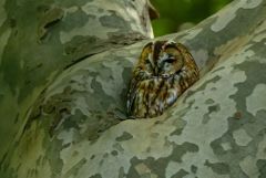 Chouette hulotte - Strix aluco - Tawny Owl<br>Région parisienne