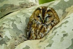 Chouette hulotte - Strix aluco - Tawny Owl<br>Région parisienne