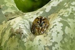 Chouette hulotte - Strix aluco - Tawny Owl<br>Région parisienne