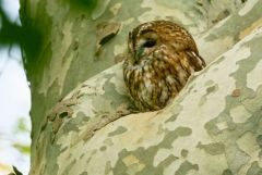 Chouette hulotte - Strix aluco - Tawny Owl<br>Région parisienne