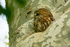 Chouette hulotte - Strix aluco - Tawny Owl<br>Région parisienne