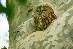 Chouette hulotte - Strix aluco - Tawny Owl<br>Région parisienne