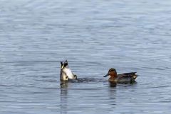Sarcelle d'hiver ♂ - Anas crecca - Eurasian Teal<br>Région parisienne