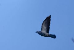 Pigeon colombin - Columba oenas - Stock Dove<br>Région Parisienne