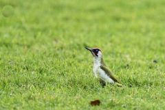 Pic vert - Picus viridis - European Green Woodpecker<br>Région parisienne