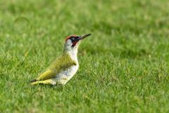 Pic vert - Picus viridis - European Green Woodpecker<br>Région parisienne