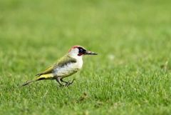 Pic vert - Picus viridis - European Green Woodpecker<br>Région parisienne