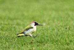 Pic vert - Picus viridis - European Green Woodpecker<br>Région parisienne
