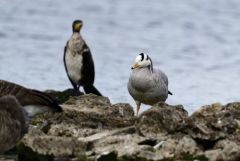 Oie à tête barrée - Anser indicus - Bar-headed Goose - Région parisienne