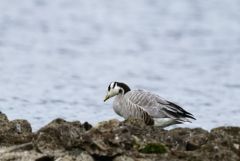 Oie à tête barrée - Anser indicus - Bar-headed Goose - Région parisienne