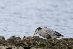 Oie à tête barrée - Anser indicus - Bar-headed Goose - Région parisienne